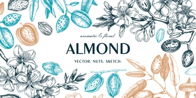 Almond background. Blooming branches, flowers, almond nut sketches. Hand drawn vector illustration. Botanical banner. NOT AI generated